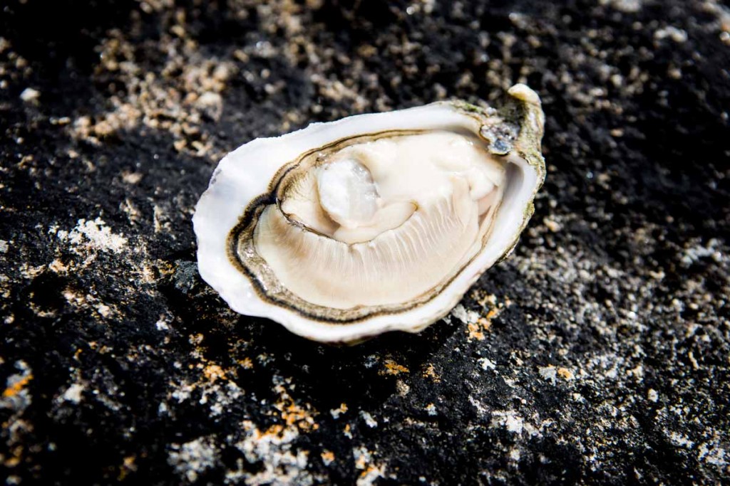 Gallagher Speciales Irish Premium Oysters